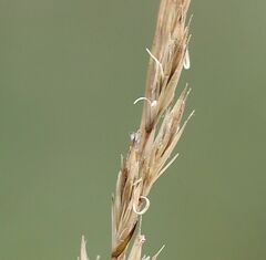 Festuca trichophylla