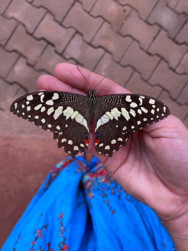 Citrus Swallowtail