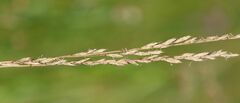 Festuca trichophylla