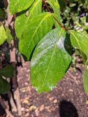 Lagerstroemia subcostata
