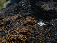 Racomitrium fasciculare