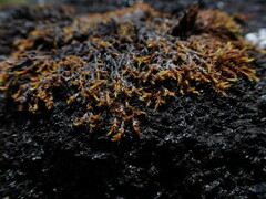Racomitrium fasciculare