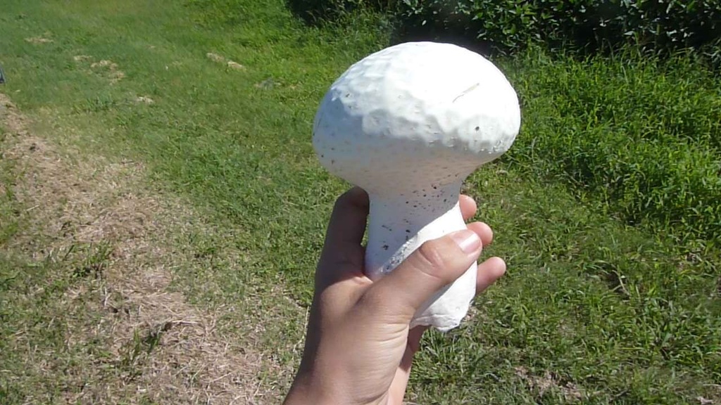Calvatia cyathiformis · February 2019 · photo: © tutitah (iNaturalist, cc0)