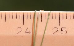 Festuca trichophylla