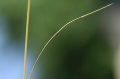 Festuca trichophylla