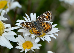 Phyciodes pulchella camillus