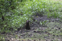 Neogale vison evergladensis