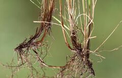 Festuca trichophylla