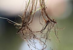 Festuca trichophylla