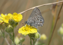 Satyrium behrii behrii