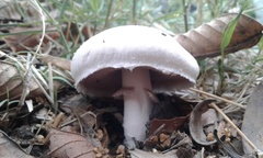 Agaricus