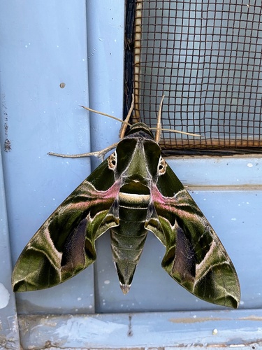 Oleander Hawkmoth photographed in South Sudan