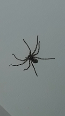 Eusparassus walckenaeri