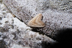 Meganola brunellus