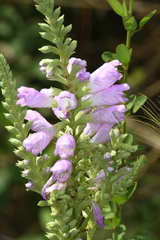 Physostegia digitalis