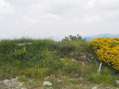Gentiana lutea