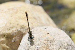 Onychogomphus uncatus