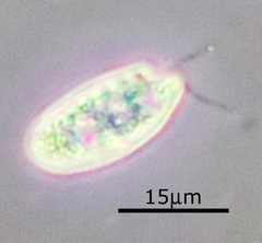 Cryptomonas paramecium