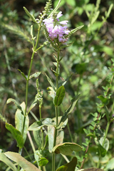 Physostegia digitalis