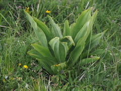 Gentiana lutea