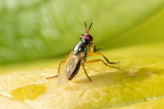 Anaphalantus longicornis