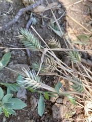 Eremopyrum orientale