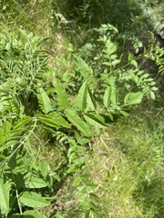 Glycyrrhiza echinata