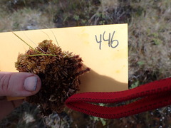 Sphagnum austinii