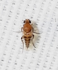 Metopininae