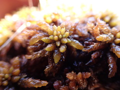 Sphagnum austinii