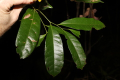 Cryptocarya sclerophylla