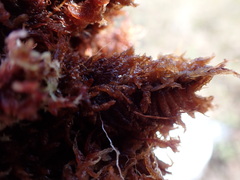 Sphagnum austinii