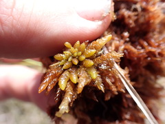 Sphagnum austinii