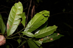 Cryptocarya sclerophylla