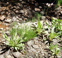 Primula jeffreyi