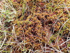 Sphagnum austinii