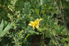 Hemerocallis minor