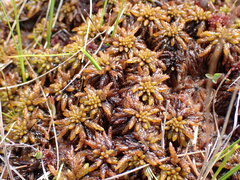 Sphagnum austinii