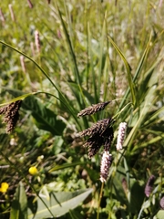 Carex atrata