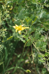 Hemerocallis minor