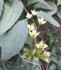 Philadelphus tenuifolius