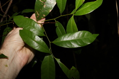 Cryptocarya sclerophylla