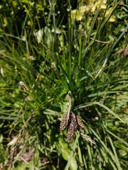 Carex atrata