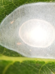 Nigma puella
