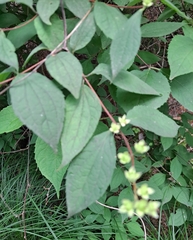 Philadelphus tenuifolius