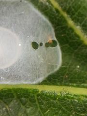 Nigma puella