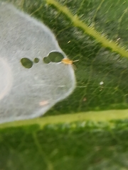 Nigma puella