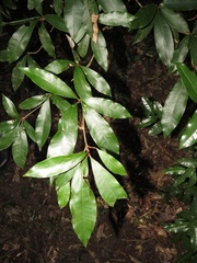Englerophytum natalense