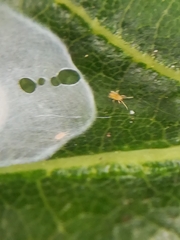 Nigma puella