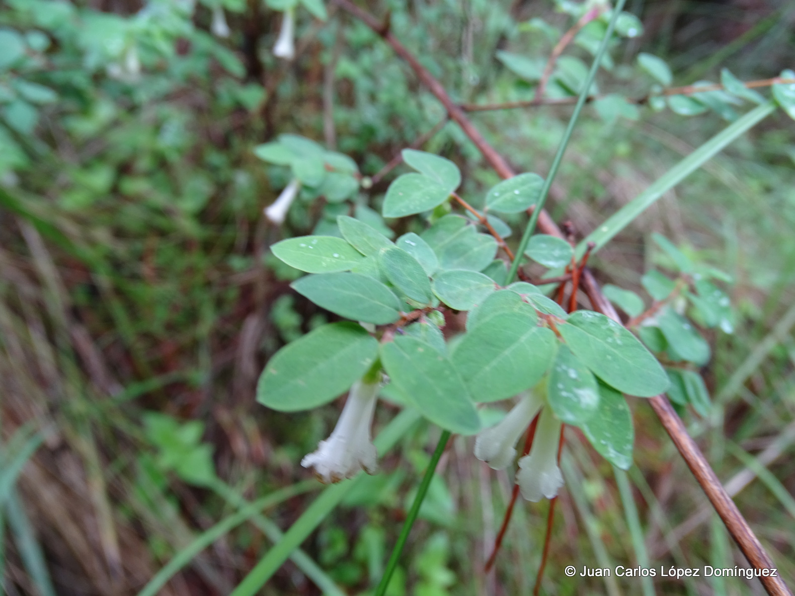 Symphoricarpos microphyllus
